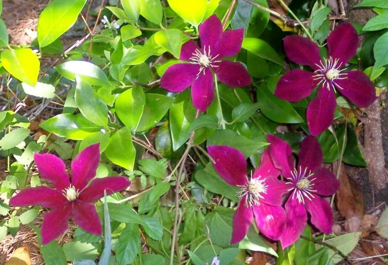 Jackmani Clematis